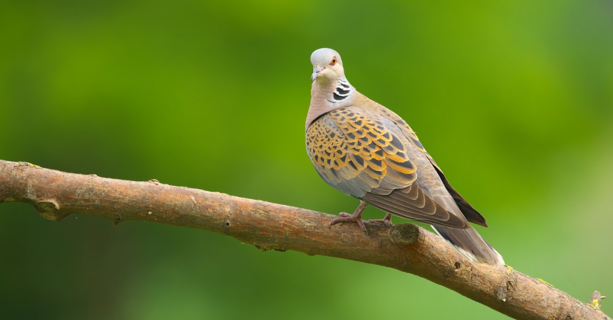 All About the Birds in "The Twelve Days of Christmas"